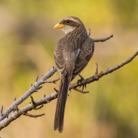 Yellow-billed Shrike